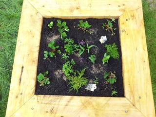 Delicious Planter Boxes!