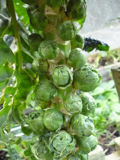 Brussel Sprouts