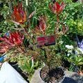 Anywhere Plants