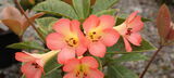 Tropical Plants