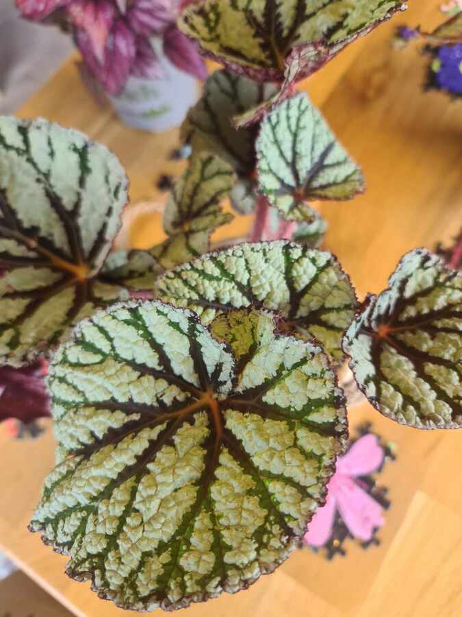 Begonia - Green