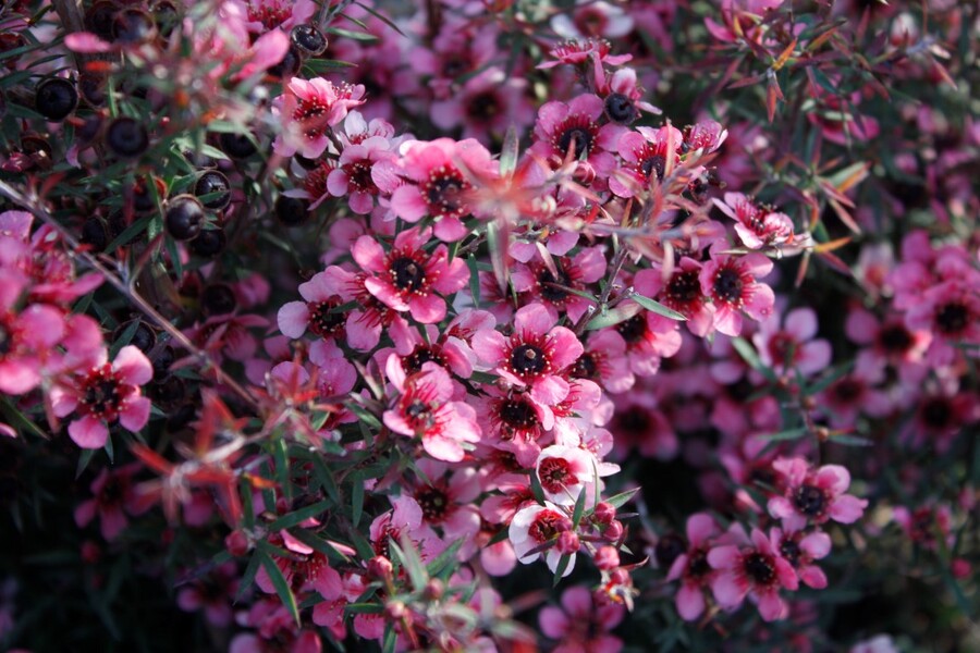 Leptospermum- Huia