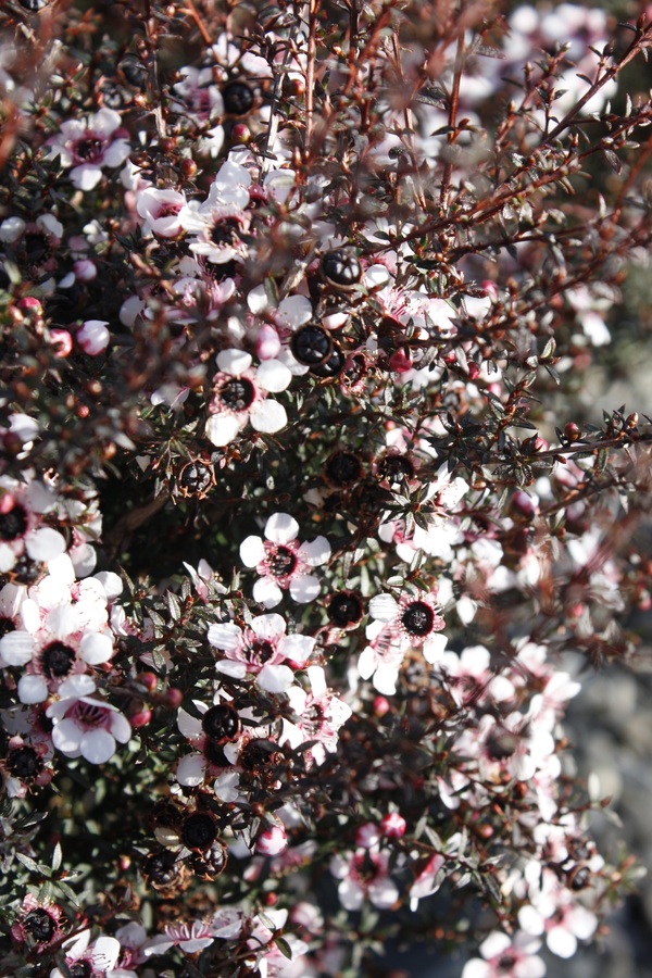 Leptospermum- Kea