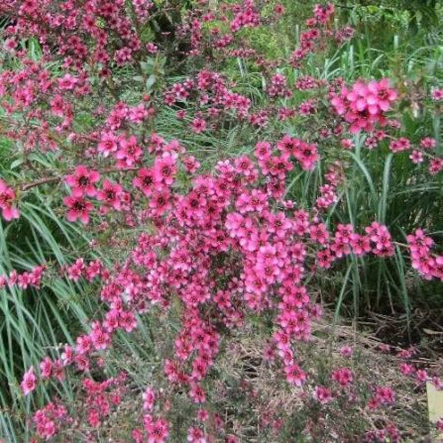 Leptospermum- Kiwi