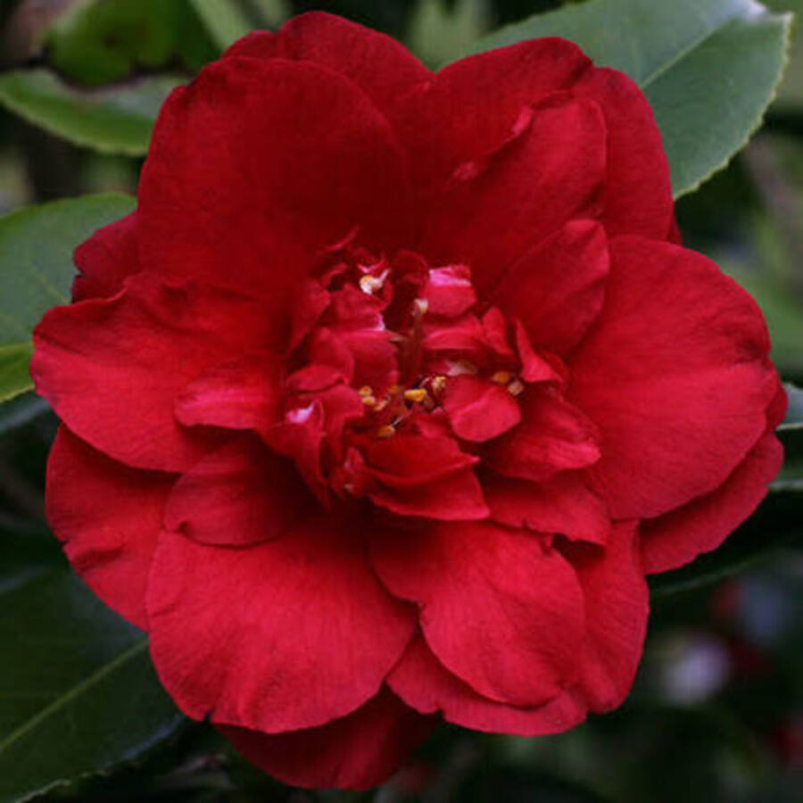 Camellia- Midnight