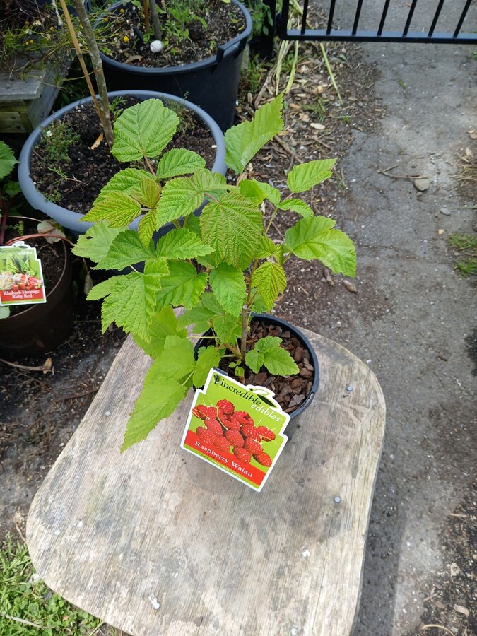 Raspberry- Waiau