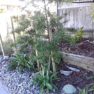 Outdoor Plants | Grow From Here