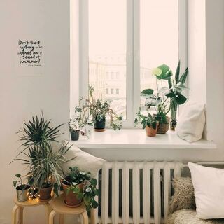 Indoor Plants | Grow From Here