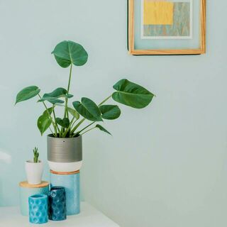 Plant Pots | Grow From Here